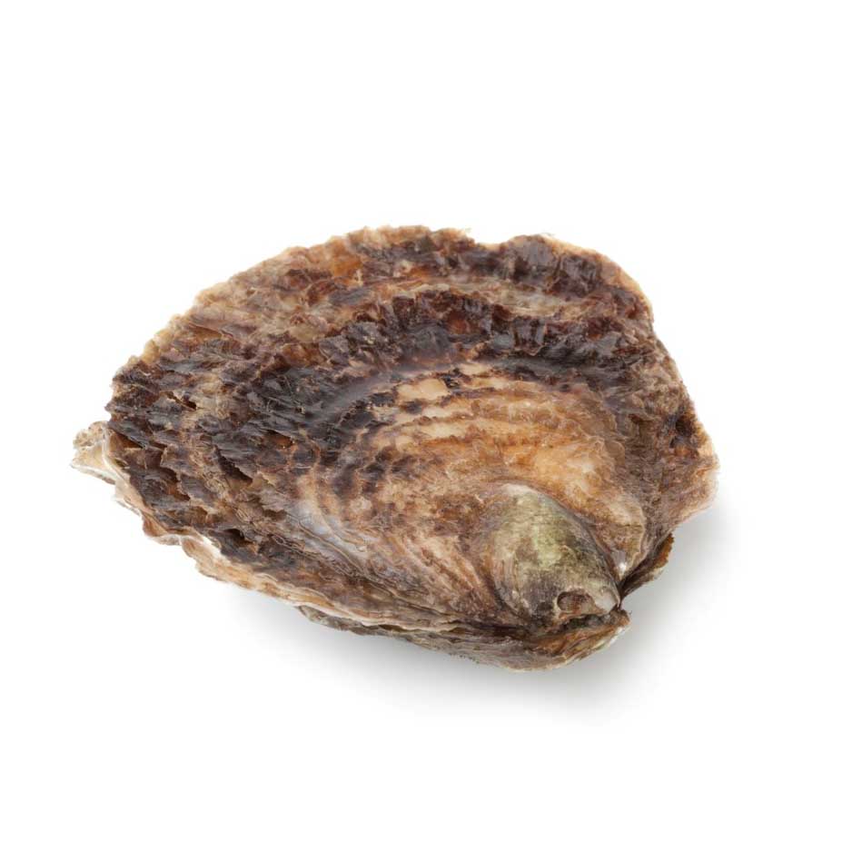 Ostra Gallega Rizada 